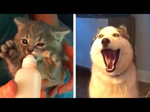 Cat vs. Dog Fails