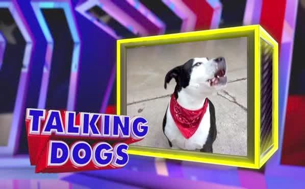 Assignment America: Talking Dogs